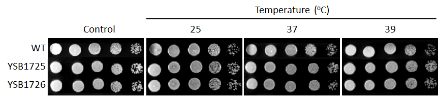 Growth phenotype for CNAG_03843T0