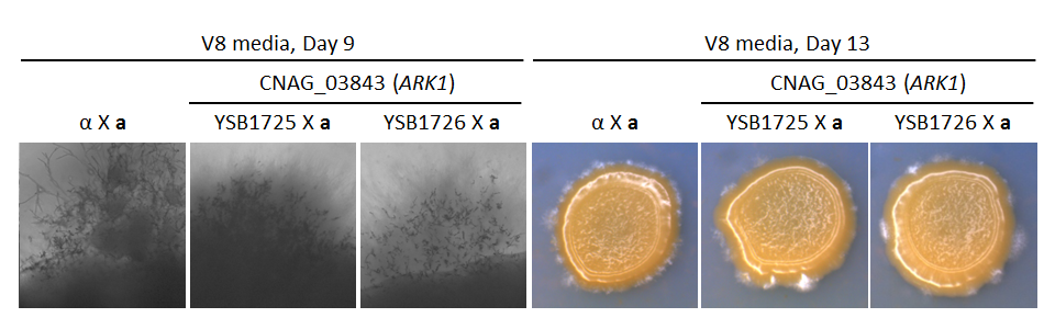 Growth phenotype for CNAG_03843T0