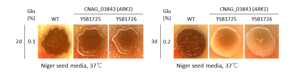 Melanin phenotype for CNAG_03843T0