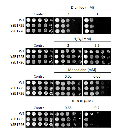 Oxidative stress phenotype for CNAG_03843T0