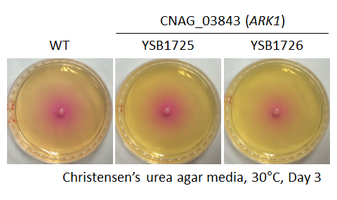 Urease phenotype for CNAG_03843T0