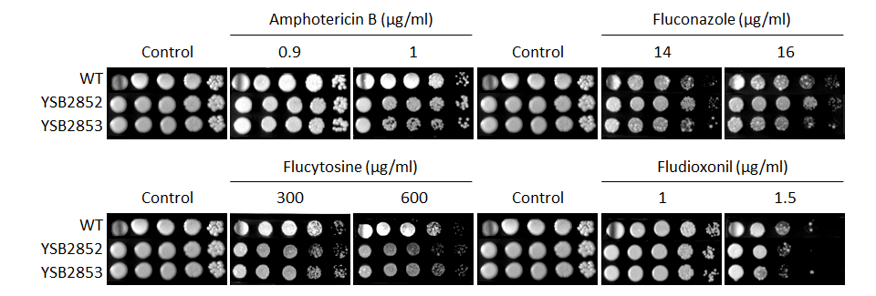 Antifungal drug susceptibility for CNAG_03946T1