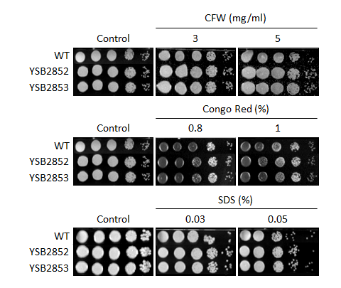 Cell wall stress phenotype for CNAG_03946T1
