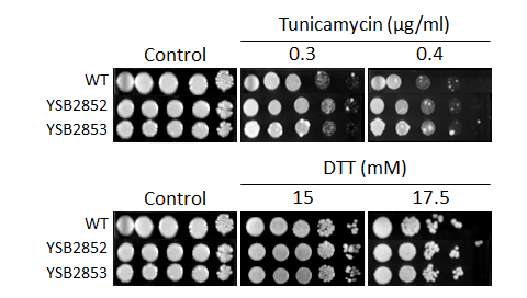 ER stress phenotype for CNAG_03946T1