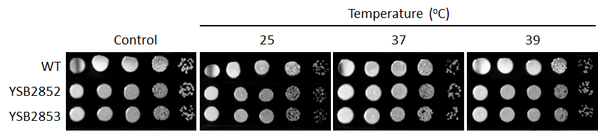 Growth phenotype for CNAG_03946T1