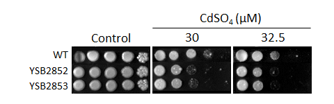 Heavy metal stress phenotype for CNAG_03946T1