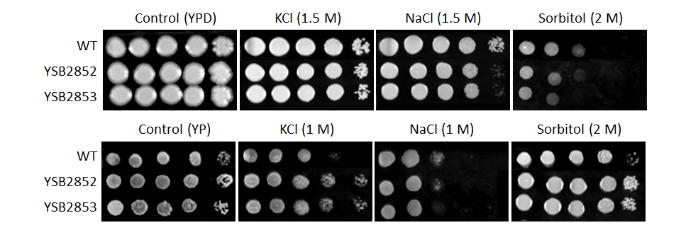 Osmotic stress phenotype for CNAG_03946T1