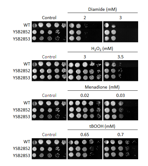 Oxidative stress phenotype for CNAG_03946T1