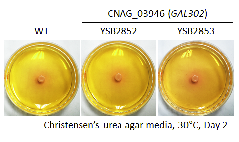 Urease phenotype for CNAG_03946T1