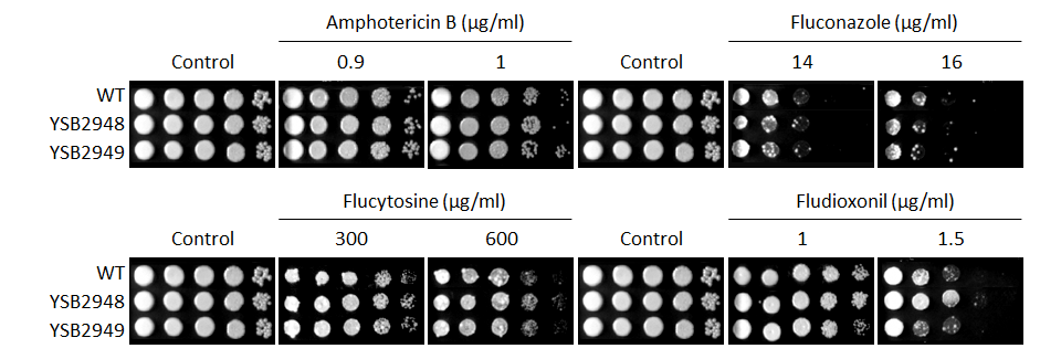 Antifungal drug susceptibility for CNAG_04040T0