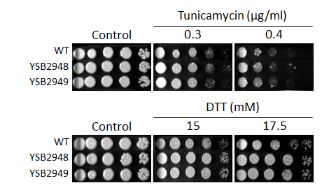 ER stress phenotype for CNAG_04040T0