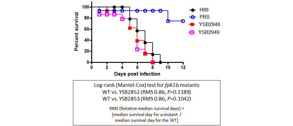 Galleria mellonella virulence data for CNAG_04040T0