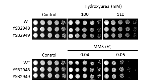 Genotoxic stress phenotype for CNAG_04040T0