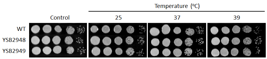 Growth phenotype for CNAG_04040T0