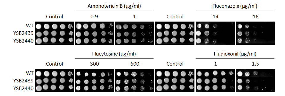 Antifungal drug susceptibility for CNAG_04108T0