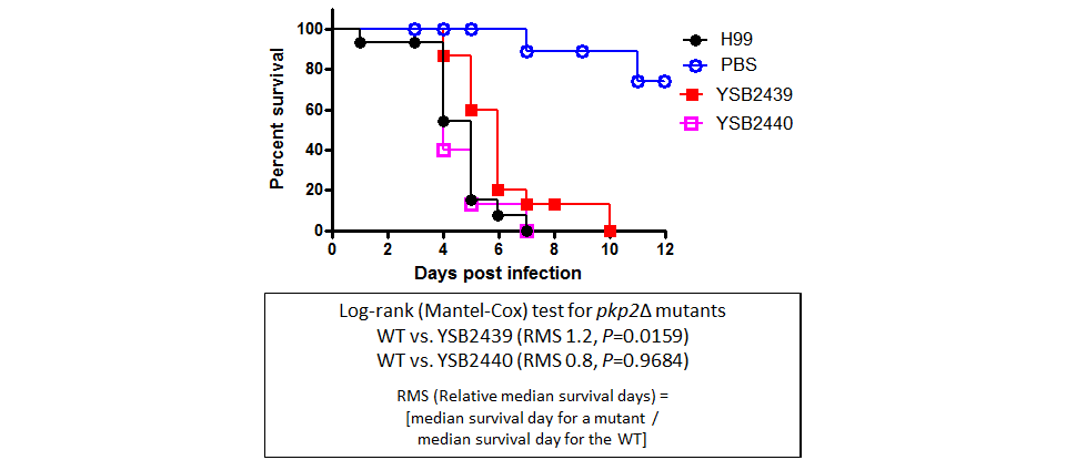 Galleria mellonella virulence data for CNAG_04108T0