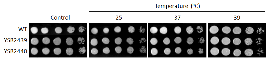 Growth phenotype for CNAG_04108T0