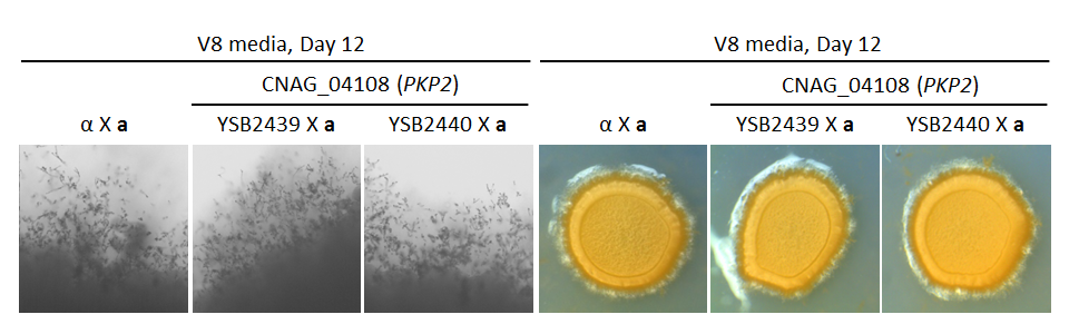 Growth phenotype for CNAG_04108T0