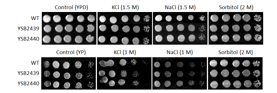 Osmotic stress phenotype for CNAG_04108T0