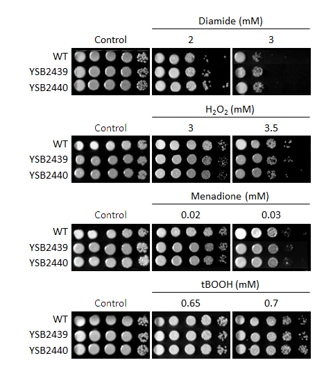 Oxidative stress phenotype for CNAG_04108T0