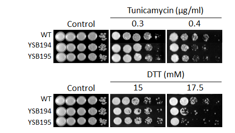 ER stress phenotype for CNAG_04162T0