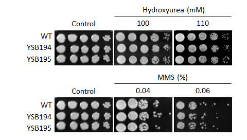 Genotoxic stress phenotype for CNAG_04162T0