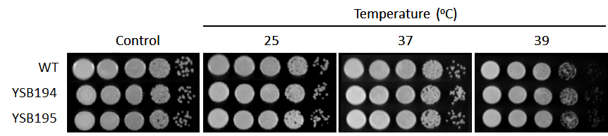 Growth phenotype for CNAG_04162T0