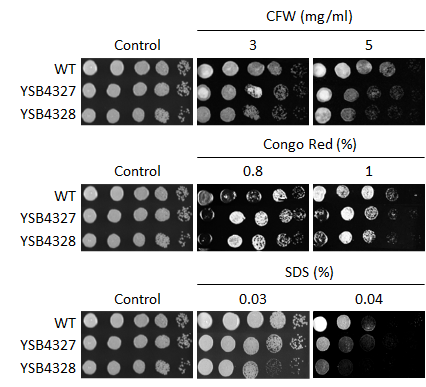 Cell wall stress phenotype for CNAG_04191T0