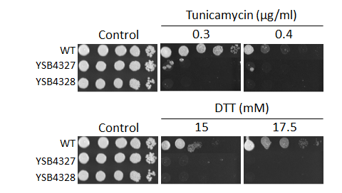 ER stress phenotype for CNAG_04191T0