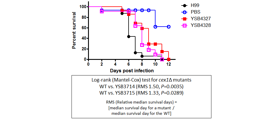 Galleria mellonella virulence data for CNAG_04191T0