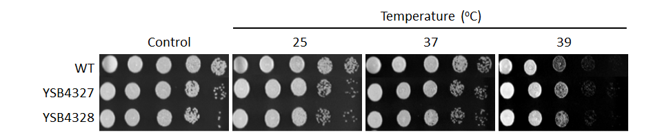 Growth phenotype for CNAG_04191T0