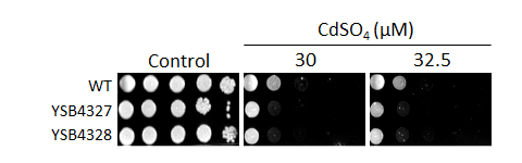 Heavy metal stress phenotype for CNAG_04191T0