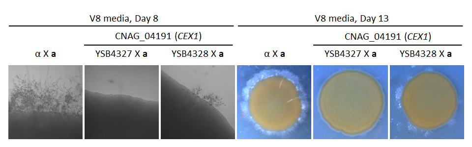 Growth phenotype for CNAG_04191T0