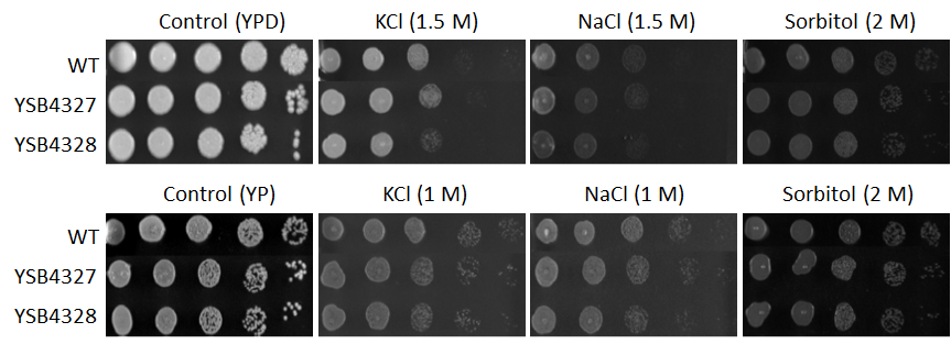 Osmotic stress phenotype for CNAG_04191T0