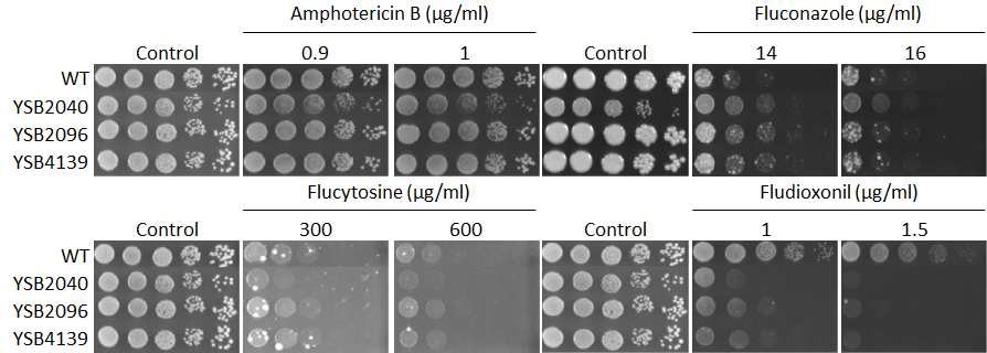 Antifungal drug susceptibility for CNAG_04197T0