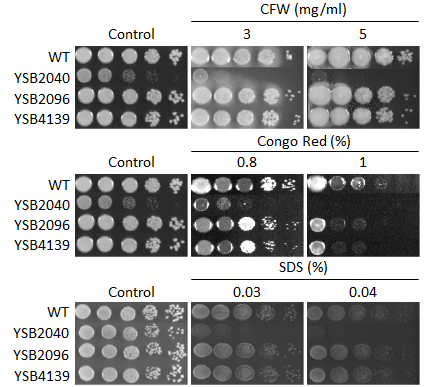 Cell wall stress phenotype for CNAG_04197T0