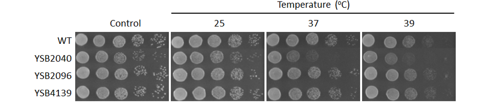 Growth phenotype for CNAG_04197T0