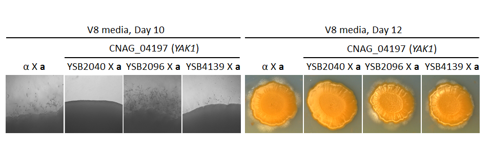 Growth phenotype for CNAG_04197T0