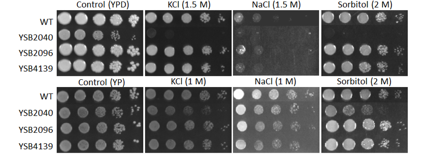 Osmotic stress phenotype for CNAG_04197T0