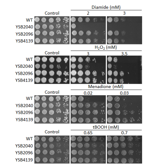 Oxidative stress phenotype for CNAG_04197T0
