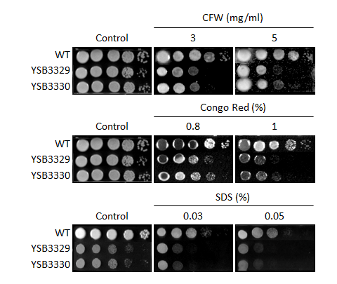 Cell wall stress phenotype for CNAG_04215T0