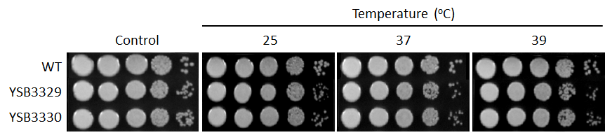 Growth phenotype for CNAG_04215T0