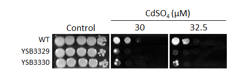 Heavy metal stress phenotype for CNAG_04215T0