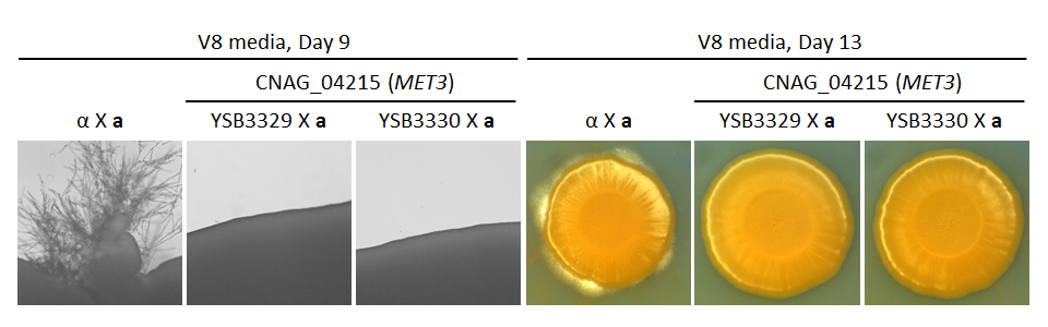 Growth phenotype for CNAG_04215T0