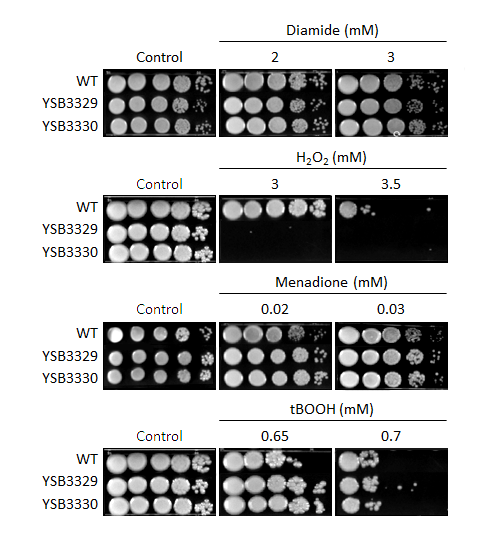 Oxidative stress phenotype for CNAG_04215T0