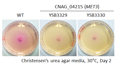 Urease phenotype for CNAG_04215T0