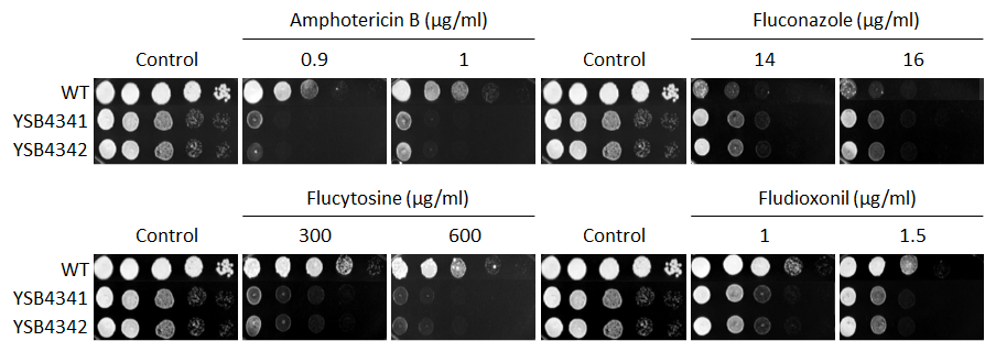 Antifungal drug susceptibility for CNAG_04221T0