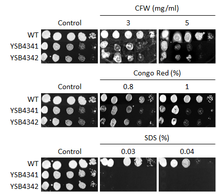 Cell wall stress phenotype for CNAG_04221T0