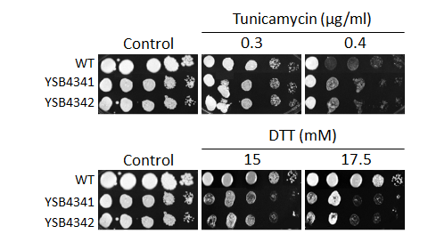 ER stress phenotype for CNAG_04221T0
