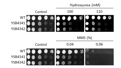 Genotoxic stress phenotype for CNAG_04221T0